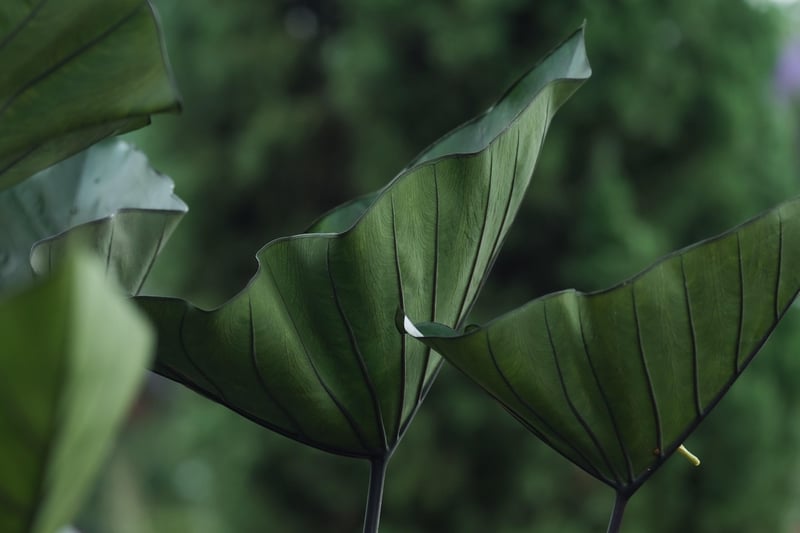 Garden Plants